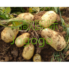 2015 New Crop Professional Exporting Potato